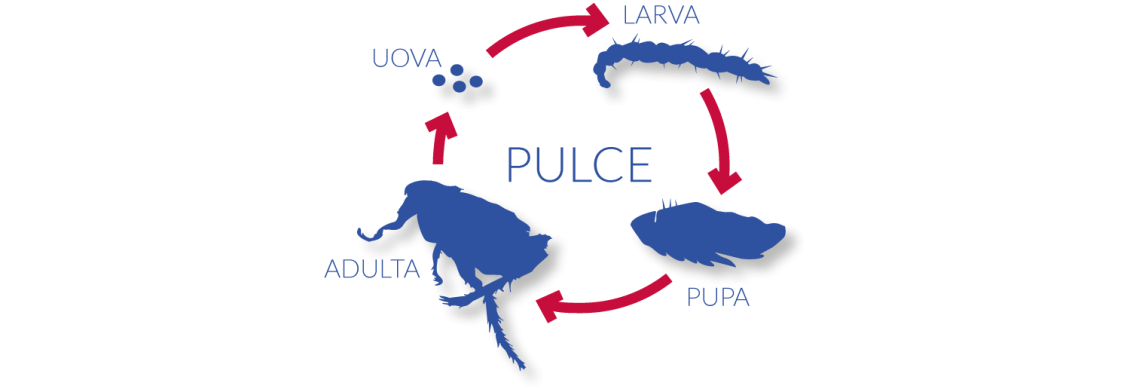 Pulci 2