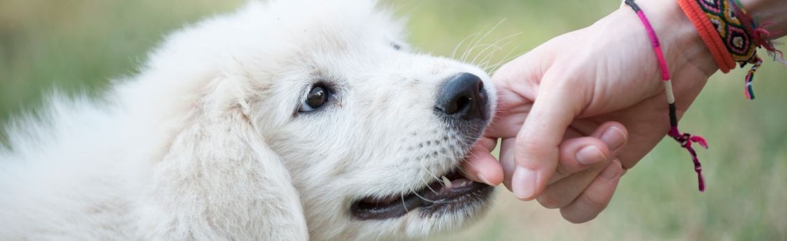 Cuccioli mordono