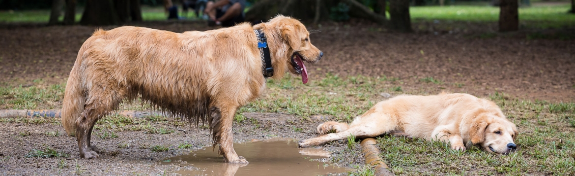 Tenia Cane