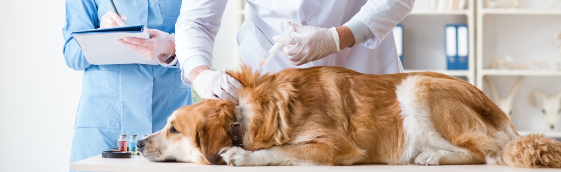 Cane da veterinario steso sul tavolo per fare il richiamo vaccinale