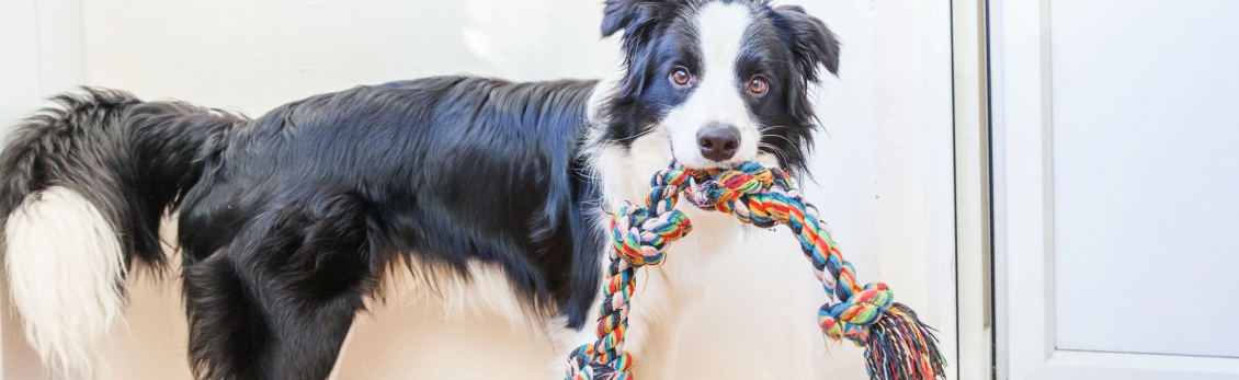 Cucciolo di cane con gioco in bocca pronto a giocare