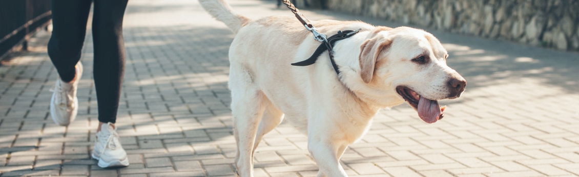 Cane che passeggia al giunzaglio con una donna 