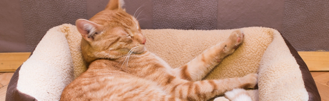 gatto con osteoartrite che dorme nella sua cuccia