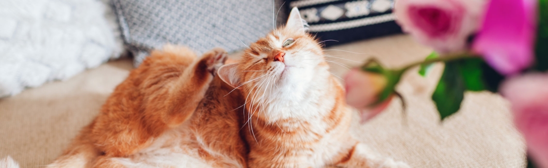 Gatto rosso che si gratta la testa