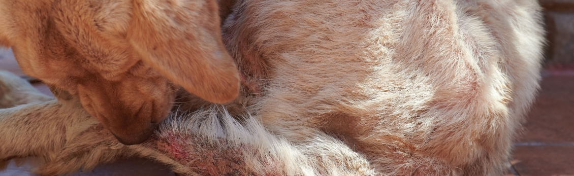 Cane con rogna e segni vistosi sulla coda