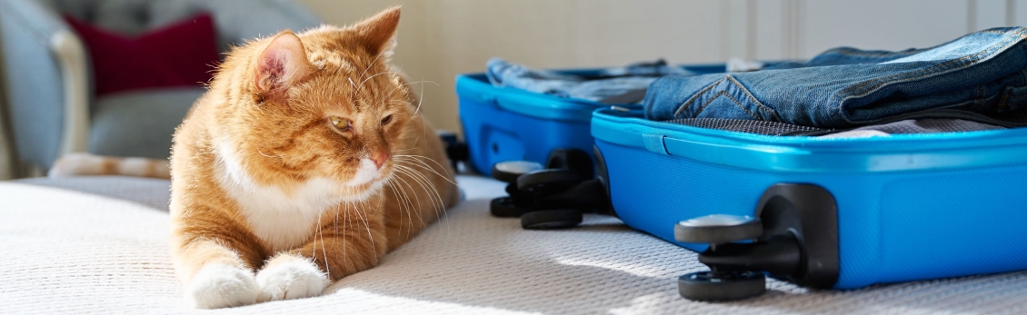 Gatto in hotel con valigia del proprietario aperta sul letto