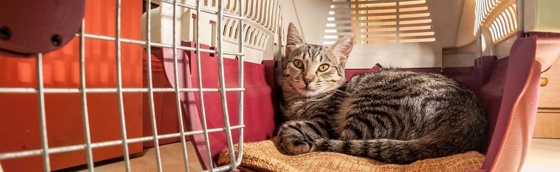 Gatto in viaggio nel trasportino aperto con il suoi cuscino