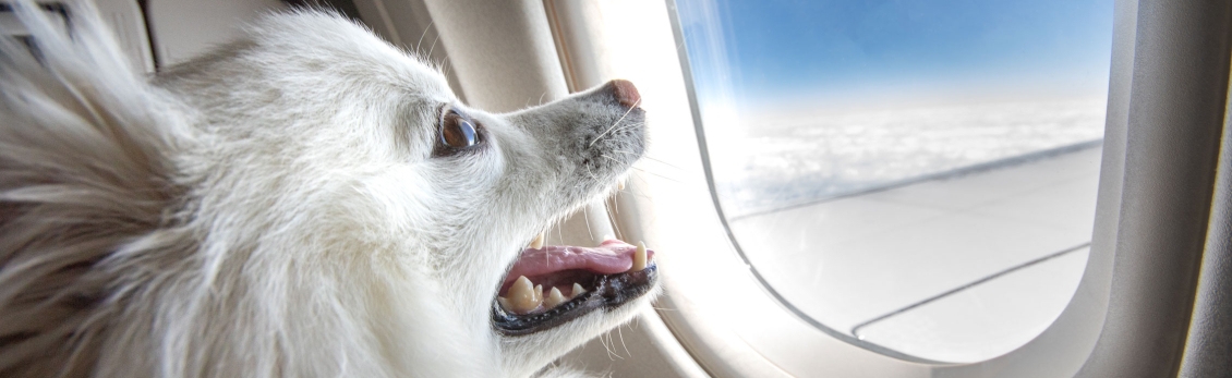 Cane in aereo che guarda dal finestrino