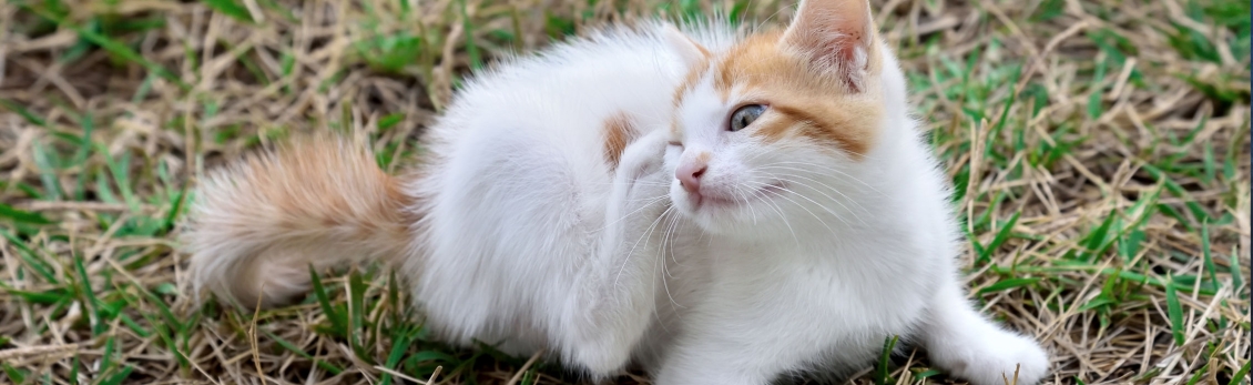 gattino con le pulci che si gratta la testa su un prato