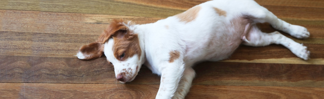cucciolo di cane senza forze con pancia gonfia a causa dell'infestazione di ascaridi