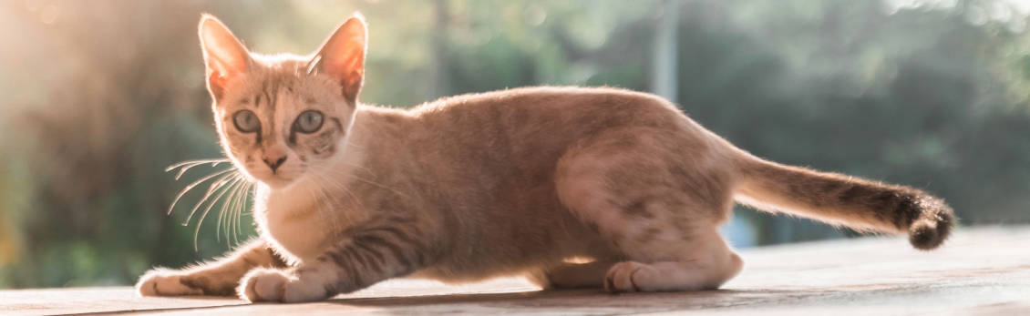 Gatto giovane sul pavimento