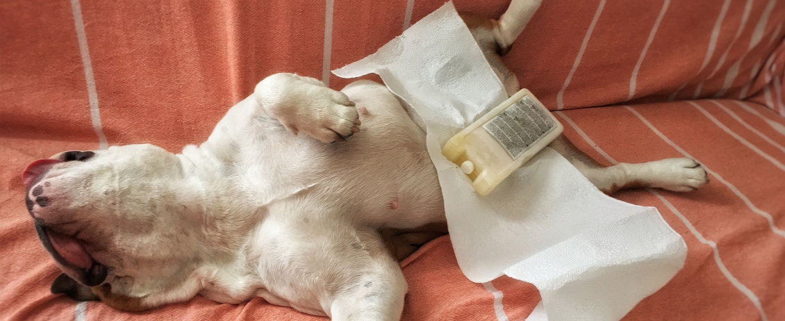 Cane accaldato setso sul divano con ghiaccio