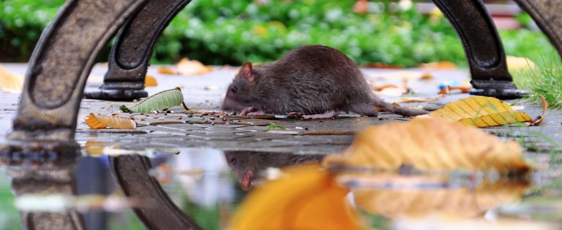 Topo portatore di leptospirosi che gira nel parco e nelle pozzanghere