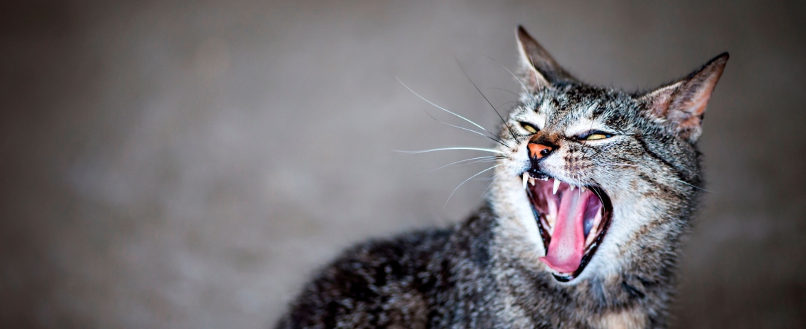 Gatto affetto da rabbia con la bocca spalancata