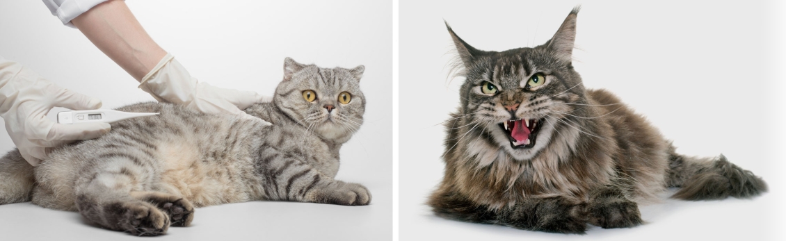 Gatti con rabbia da veterinario
