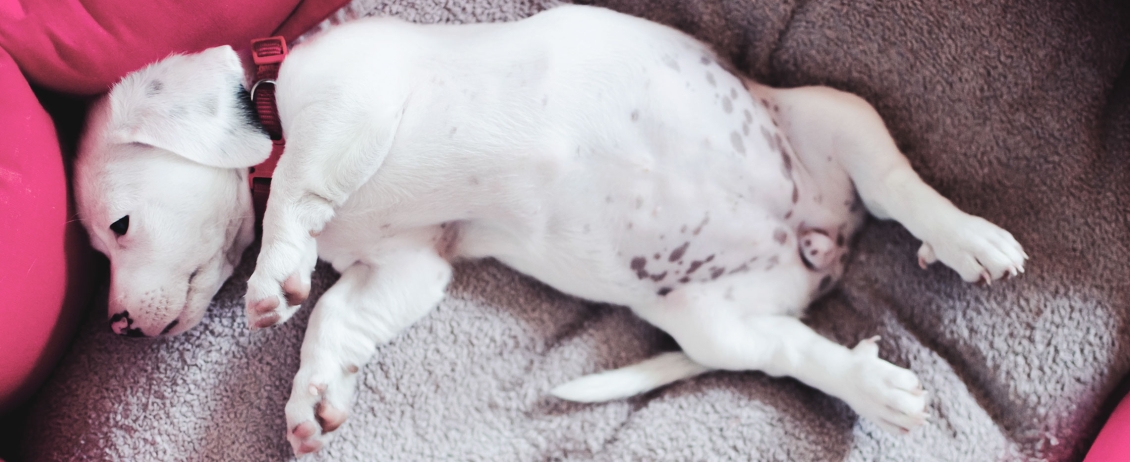 Cucciolo di cane con pancia gonfia per i vermi intestinali steso nella cuccia