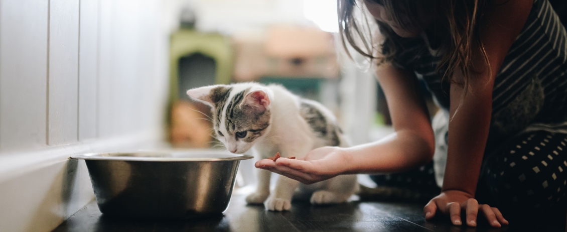 Gatta incinta: dal calore allo svezzamento dei gattini