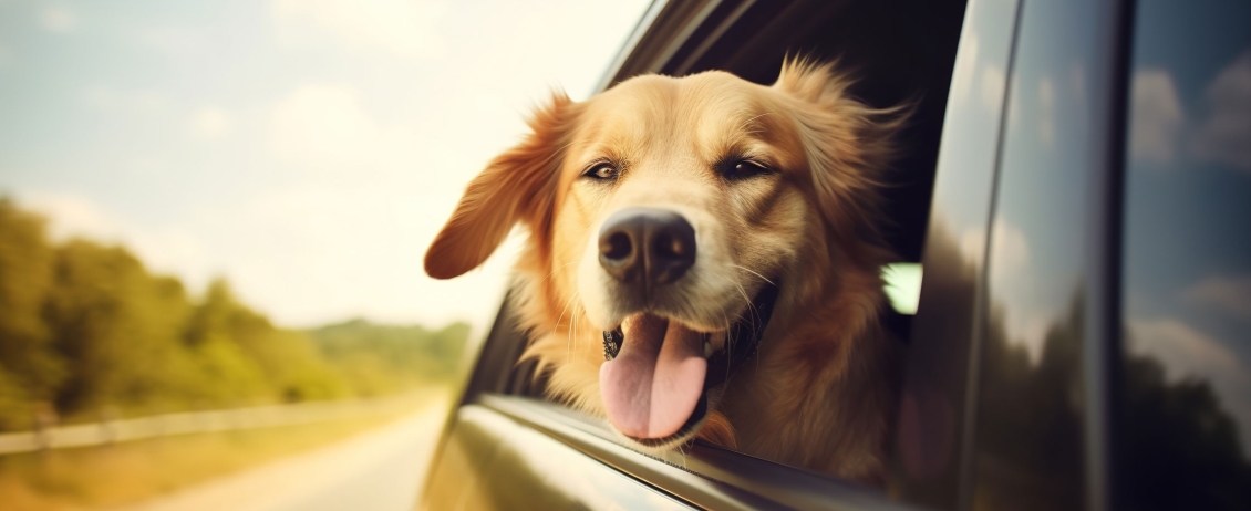 Cane che viaggia con la testa fuori dal finestrino dell'auto