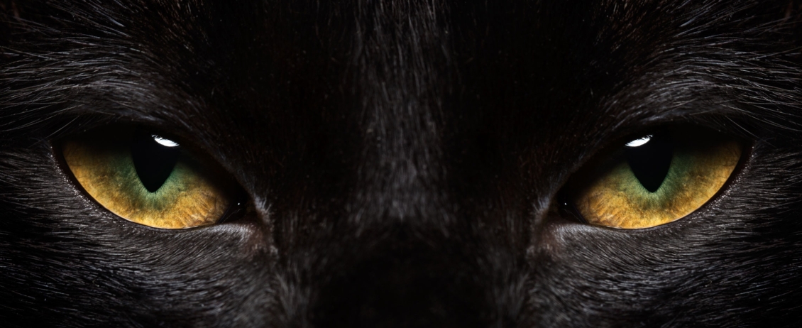 Occhi gialli di un gatto nero visto di fronte