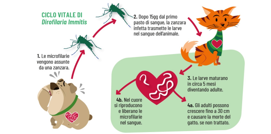 Ciclo di vita di Dirofilaria immitis