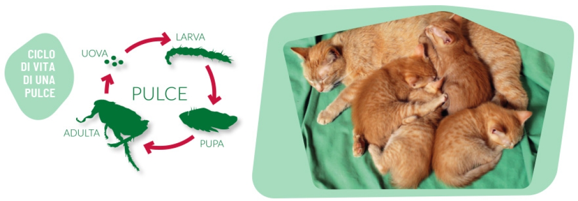 Ciclo di vita di una pulce con immagine di una gatta con i gattini