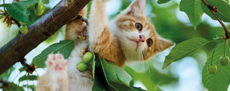 Gattino che si è arrampicato su un albero