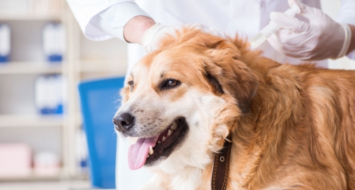 Cane dal veterinario per fare un richiamo vaccinale