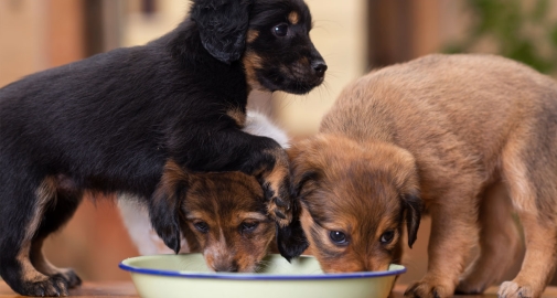 Cuccioli di cane in svezzamento che mangiano dalla ciotola