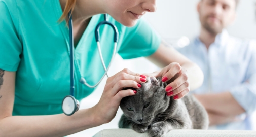 Veterinaria controlla le orecchie del gatto che ha gli acari