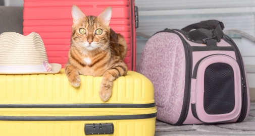 gatto pronto per viaggiare con il suo trasportino e le valigie