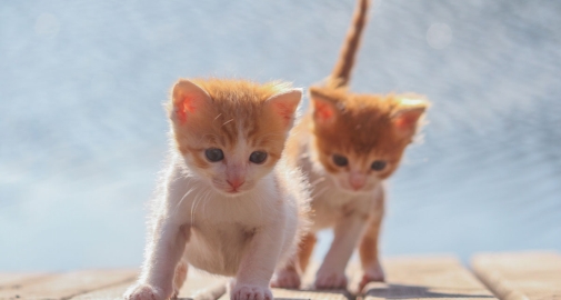 Due piccoli gattini da sverminare