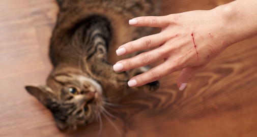 Mano di donna con un graffio fatto dal suo gatto steso sul pavimento
