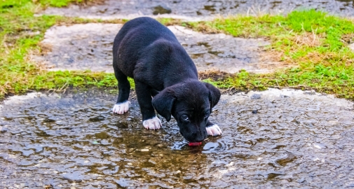 Cucciolo di cane che beve l'acqua di una pozzanghera a rischio di Leptospirosi