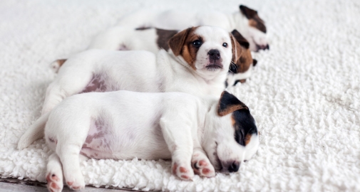 Cuccioli di cane su tappeto