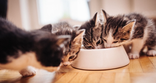 Gattini che hanno iniziato lo svezzamento e mangiano dalla stessa ciotola
