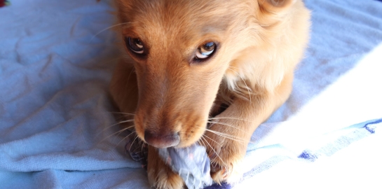 Cuccioli mordono