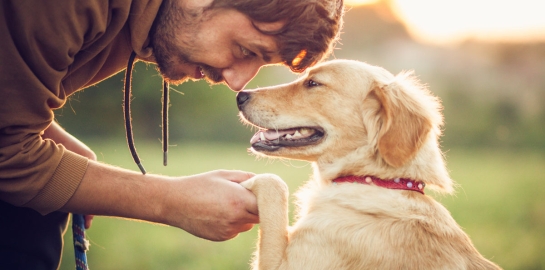 Cane da la zampa a proprietario mentre si guardano negli occhi