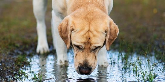 Tenia cane