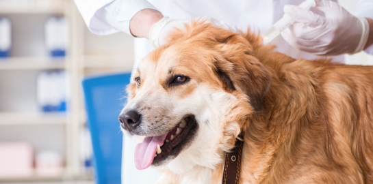 Cane dal veterinario per fare un richiamo vaccinale