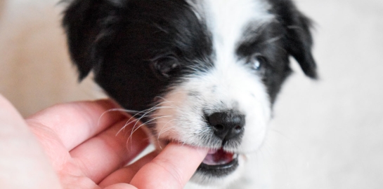 Cucciolo di cane che morde un dito al proprietario