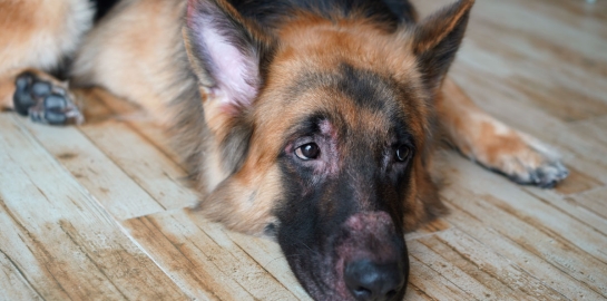 Cane pastore steso sul pavimento con segni di LEISHMANIOSI