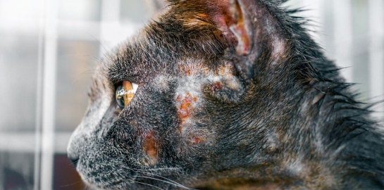 Gatto con lesioni da rogna vicino alle orecchie