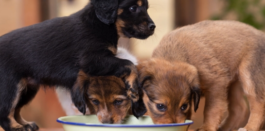 Cuccioli di cane in svezzamento che mangiano dalla ciotola