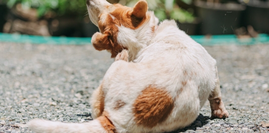 Cane con rogna che si gratta dietro le orecchie