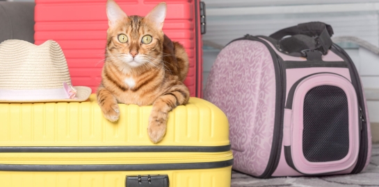 gatto pronto per viaggiare con il suo trasportino e le valigie