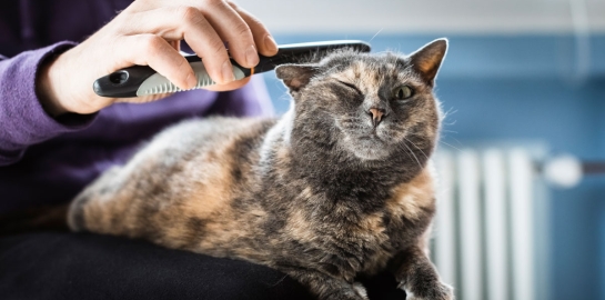 Gatto con le pulci che viene pettinato per toglierle 