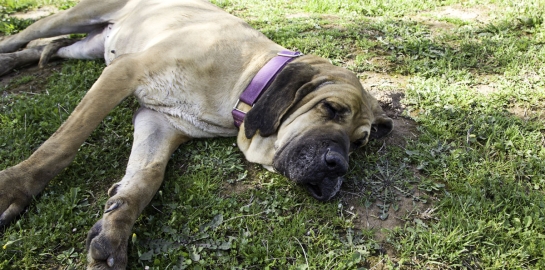 Cane con ascaridi disteso su un prato senza energie