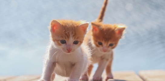 Due piccoli gattini da sverminare