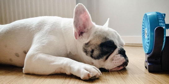 Cane steso sul pavimento perchè molto accaldato davanti a ventilatore