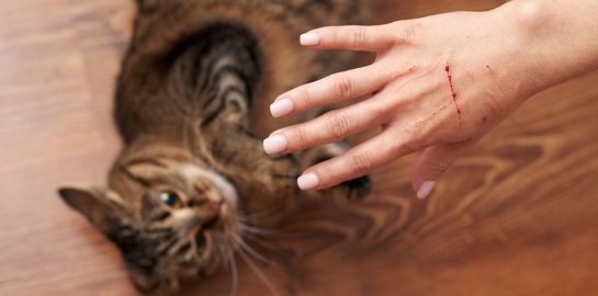 Mano di donna con un graffio fatto dal suo gatto steso sul pavimento